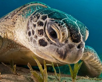 Налоговикам удалось добиться возможности взыскания недоимки 10-летней давности